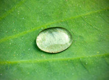 lotos-kropla-wody-hydrofobowy-efekt